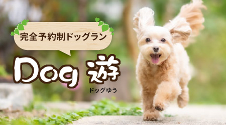 ドッグラン　ドッグ遊
