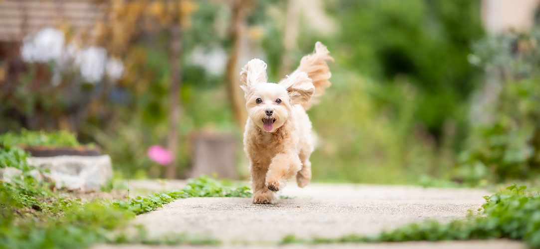 ドッグラン dog遊